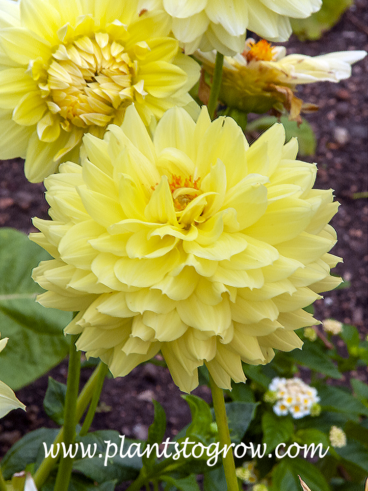 Lemon Kiss Dahlia (Dahlia)